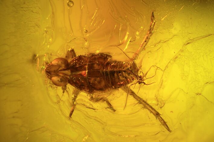 Fossil Cicada (Auchenorrhyncha) Larva & Flies (Diptera) In Amber #96205